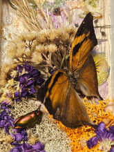 Nature shadow boxes featuring preserved flowers, moss, reeds, butterflies, and insects in 3.5"–5" standing frames. One-of-a-kind botanical curiosity decor. 