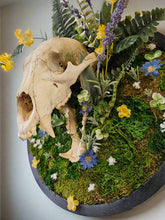 Bear Reclamation by Ryan Doran is a 15" mixed-media installation featuring an open-mouthed bear skull surrounded by preserved wildflowers, moss, and ferns. Encased in a sleek black circular frame, it symbolizes the cycles of life and nature&