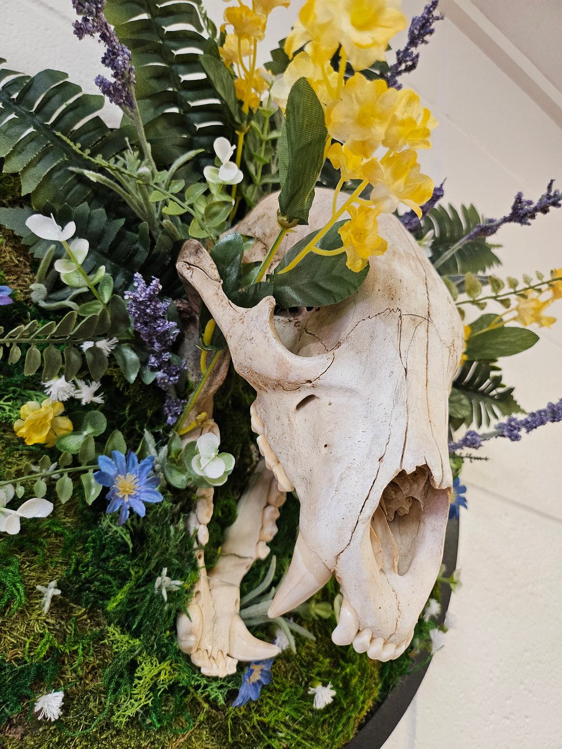 Bear Reclamation by Ryan Doran is a 15&quot; mixed-media installation featuring an open-mouthed bear skull surrounded by preserved wildflowers, moss, and ferns. Encased in a sleek black circular frame, it symbolizes the cycles of life and nature&