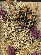 Nature shadow boxes featuring preserved flowers, moss, reeds, butterflies, and insects in 3.5"–5" standing frames. One-of-a-kind botanical curiosity decor. 