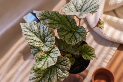 Begonia Angelwing Frosty features silvery, angelwing-shaped leaves on upright cane stems, making it an easy-care, elegant houseplant for bright indoor spaces.