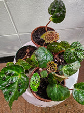 The Begonia ferox is a rare, exotic plant native to Guangxi, China, prized for its asymmetrical, glossy green leaves covered with black bullae tipped with fine hairs. It produces small white flowers and thrives in bright, indirect light with high humidity. Perfect for collectors, it adds a unique, textured charm to any space.