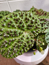 The Begonia ferox is a rare, exotic plant native to Guangxi, China, prized for its asymmetrical, glossy green leaves covered with black bullae tipped with fine hairs. It produces small white flowers and thrives in bright, indirect light with high humidity. Perfect for collectors, it adds a unique, textured charm to any space.