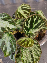 Begonia Imperialis features soft silvery-green leaves with elegant veining and a subtle shimmer. A refined, easy-care begonia perfect for indoor plant styling.
