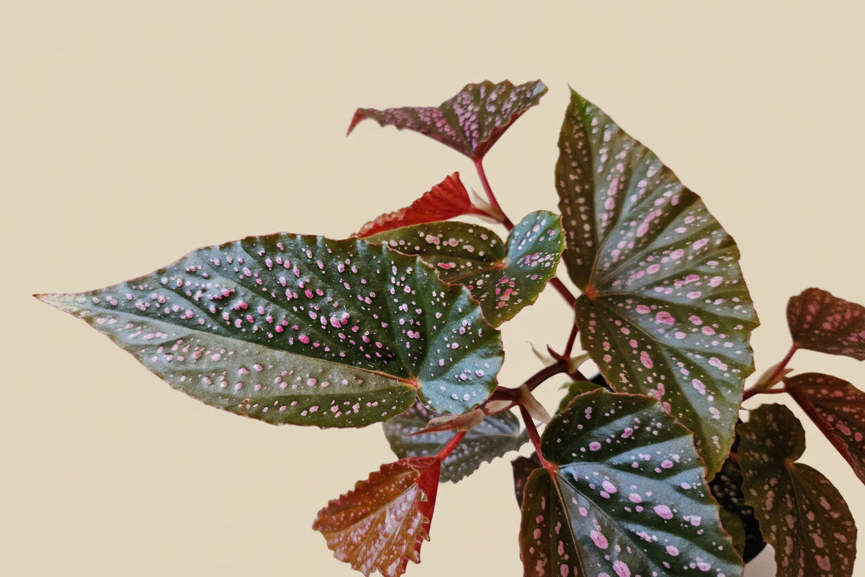 Begonia Pink Spot angel wing houseplant with striking spotted leaves. Easy-care indoor plant perfect for bright spaces and tropical plant collections.