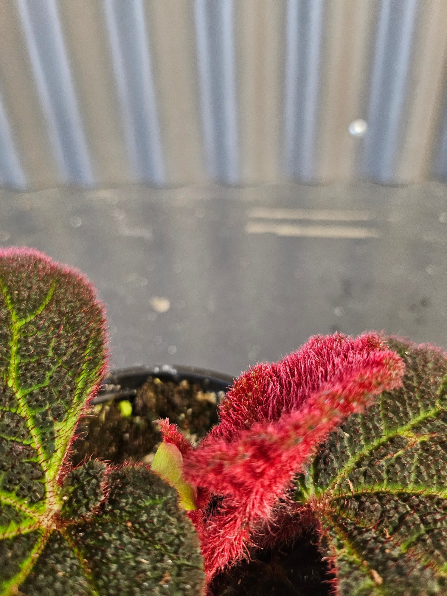 Begonia Rex Mars Rising features bold red and burgundy leaves with dramatic contrast. A striking, collector-favorite rex begonia for vibrant indoor plant styling.