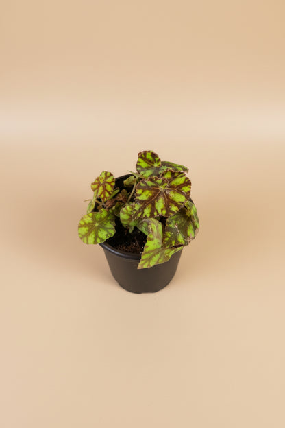  Begonia Rex ‘Zumba’ is a lively foliage begonia known for its swirling color and rhythmic pattern. 