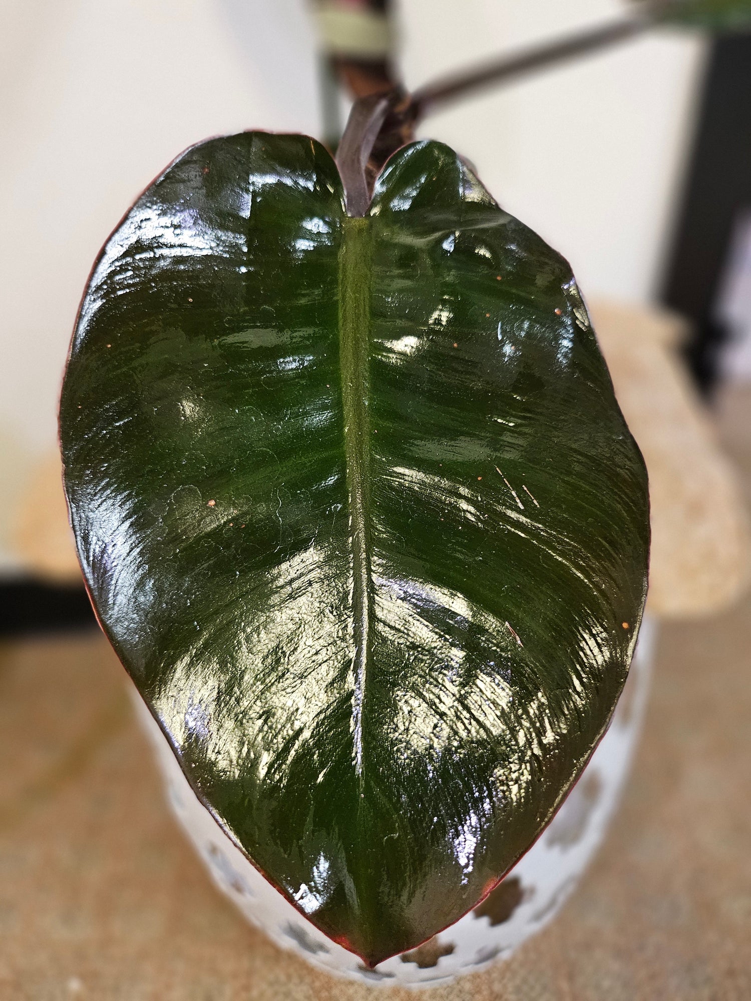 imperial red philodendron vs black cardinal Philodendron 'Black Cardinal' Rare Plant (Philodendron erubescens) – Jungle Relics