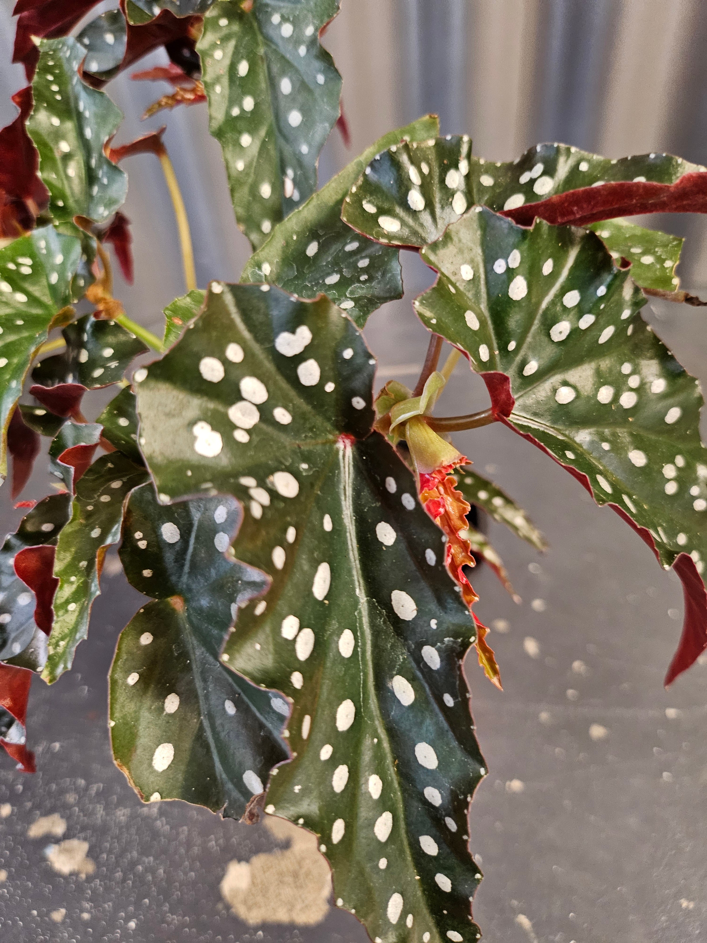 Begonia Black Forest features dark, near-black angelwing leaves with subtle texture. A moody cane begonia perfect for adding depth to indoor plant styling.