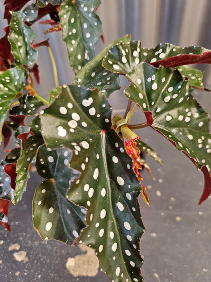 Begonia Black Forest features dark, near-black angelwing leaves with subtle texture. A moody cane begonia perfect for adding depth to indoor plant styling.