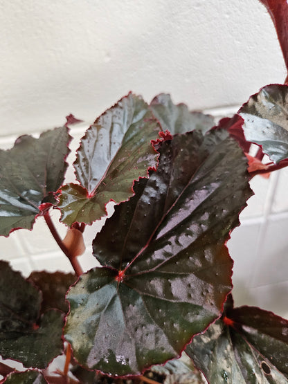 The Black Magic Begonia stuns with deep burgundy-black, velvety leaves that shimmer mysteriously—perfect for adding moody elegance to any space.