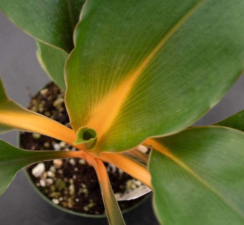 Bold Chlorophytum ‘Fire Flash’ features vivid orange stems and glossy green leaves. A rare, low-maintenance statement plant perfect for bright indoor spaces.
