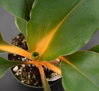 Bold Chlorophytum ‘Fire Flash’ features vivid orange stems and glossy green leaves. A rare, low-maintenance statement plant perfect for bright indoor spaces.