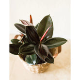 The Ficus Elastica (Rubber Tree) is a low-maintenance houseplant with striking glossy leaves, available in a variety of colors like deep green and variegated varieties. Thriving in bright, indirect light, it&