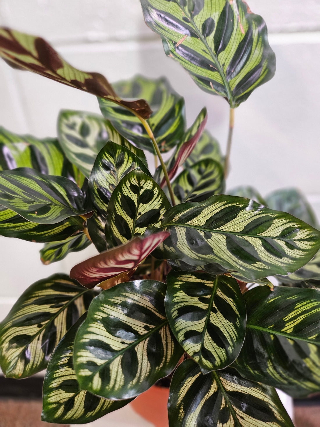 The Calathea Peacock (Calathea makoyana) is a stunning tropical plant with intricate, feather-like green and purple foliage. A pet-safe, air-purifying prayer plant, it thrives in low to bright indirect light with high humidity. Its vibrant patterns and graceful leaf movement make it a must-have statement piece for any indoor jungle.