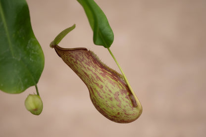 Carnivorous Nepenthes ‘Alata’ is a classic tropical pitcher plant with elegant insect-trapping pitchers, easy care, and lush rainforest appeal.