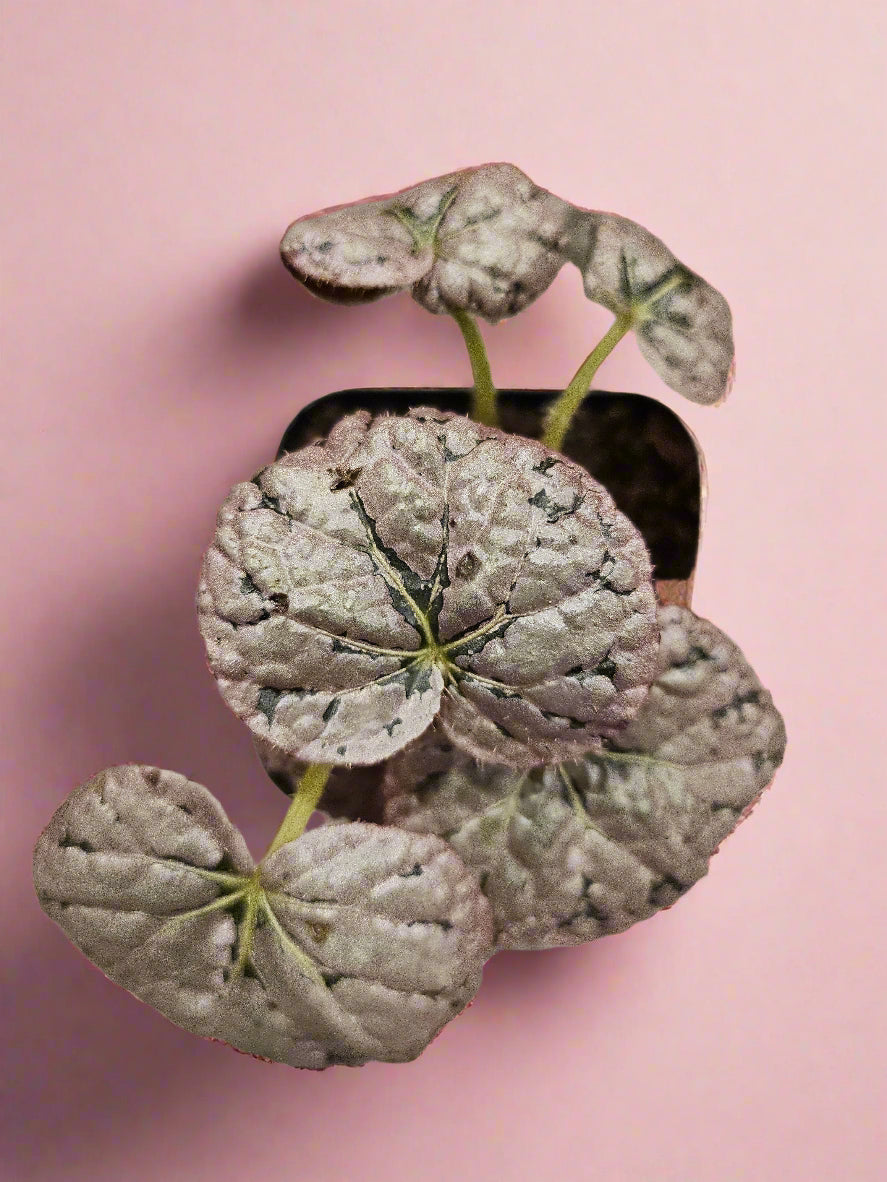 Begonia &