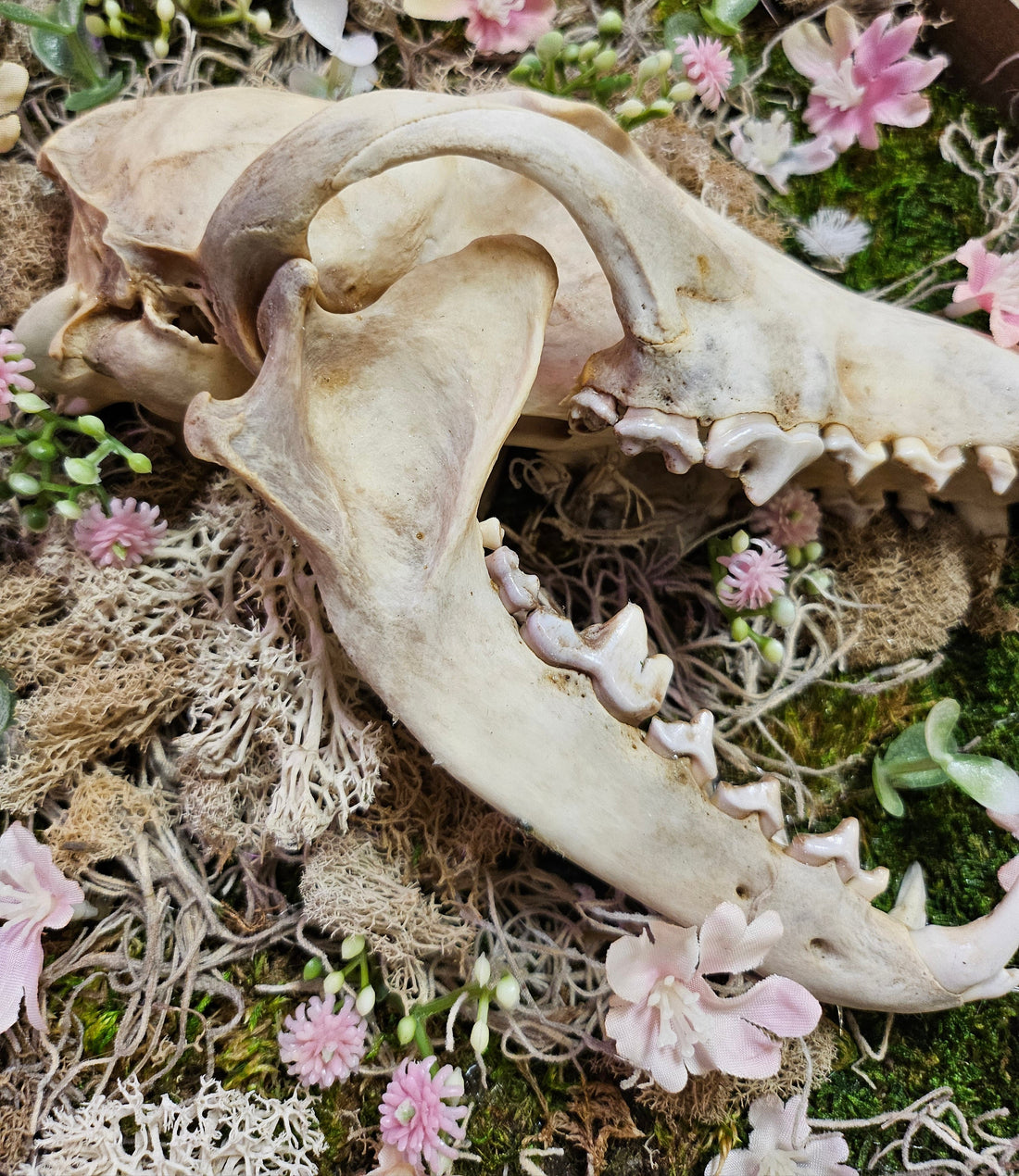 Desert Coyote by Ryan Doran is a 12.5&quot; mixed-media art piece featuring a coyote skull surrounded by preserved pink wildflowers in an octagonal wooden frame. This striking installation blends desert resilience with delicate natural beauty, making it a captivating addition to any space.