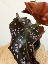 The Begonia Maculata ‘Cracklin’ Rose’ is a rare, stunning houseplant with polka-dotted leaves and deep rose-red undersides. Fast-growing and low-maintenance, it thrives in bright, indirect light and high humidity. Perfect for trailing or climbing, this eye-catching Begonia adds a bold, elegant touch to any indoor space.