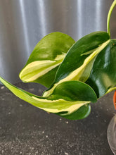 Philodendron Cream Splash with creamy variegated leaves and trailing vines. A rare houseplant perfect for bright indoor spaces and plant collectors.