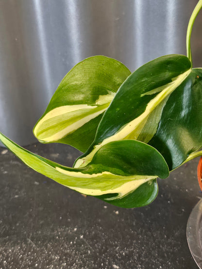 Philodendron Cream Splash with creamy variegated leaves and trailing vines. A rare houseplant perfect for bright indoor spaces and plant collectors.