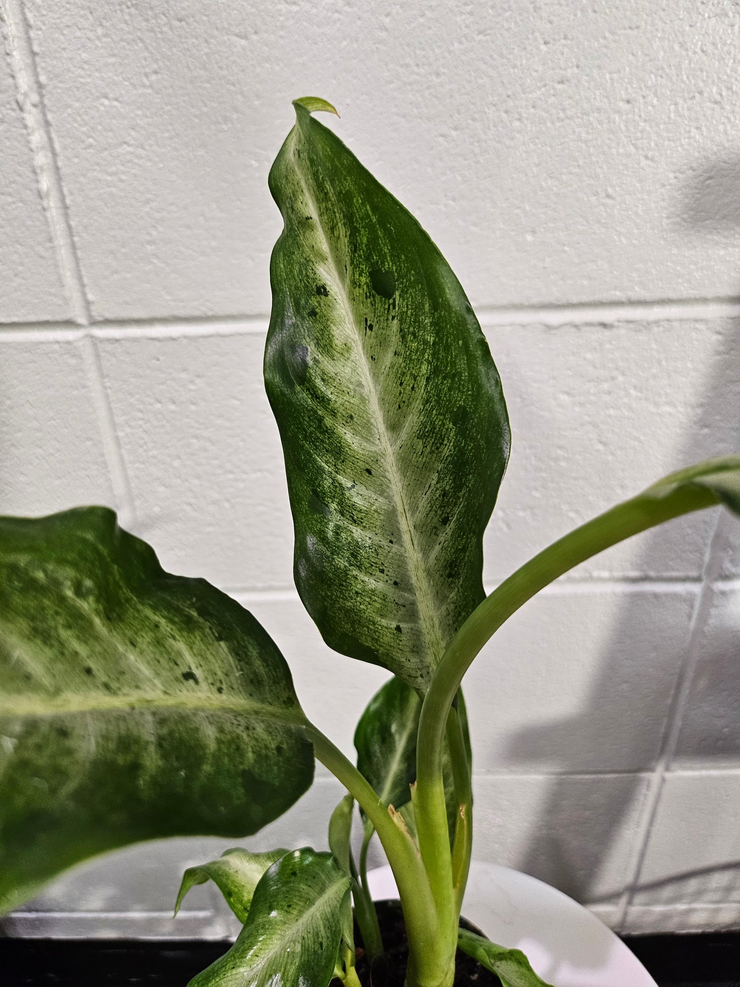 Dieffenbachia &