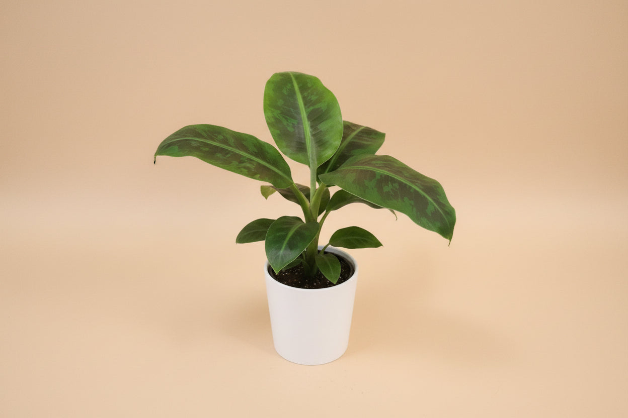 Dwarf Cavendish Banana plant 