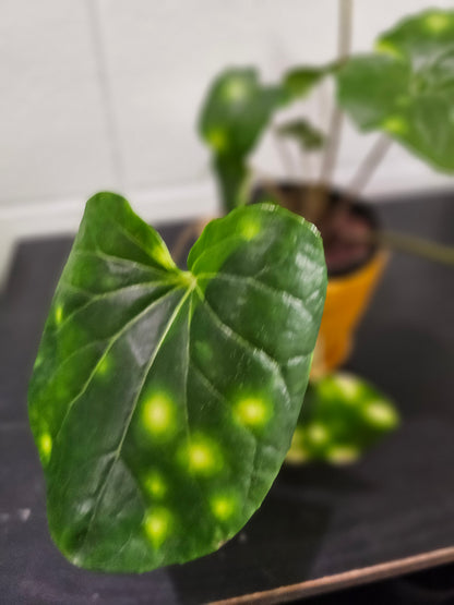 Farfugium &