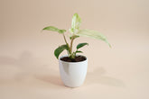Philodendron Florida Ghost features ghostly white new leaves and deeply lobed foliage, making it a rare, sculptural climbing houseplant for collectors.