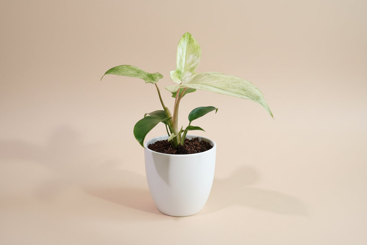 Philodendron Florida Ghost features ghostly white new leaves and deeply lobed foliage, making it a rare, sculptural climbing houseplant for collectors.