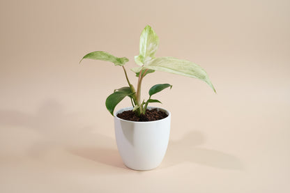 Philodendron Florida Ghost features ghostly white new leaves and deeply lobed foliage, making it a rare, sculptural climbing houseplant for collectors.