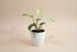 Philodendron Florida Ghost features ghostly white new leaves and deeply lobed foliage, making it a rare, sculptural climbing houseplant for collectors.