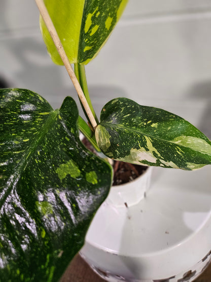 Philodendron Green Congo ‘Nuclear’ stuns with neon-green, glossy leaves and upright growth. A rare, low-maintenance showstopper perfect for bold interiors.