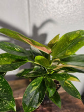 philodendron congo variegated 4" Variegated Philodendron Green Congo 'Copper Flame'