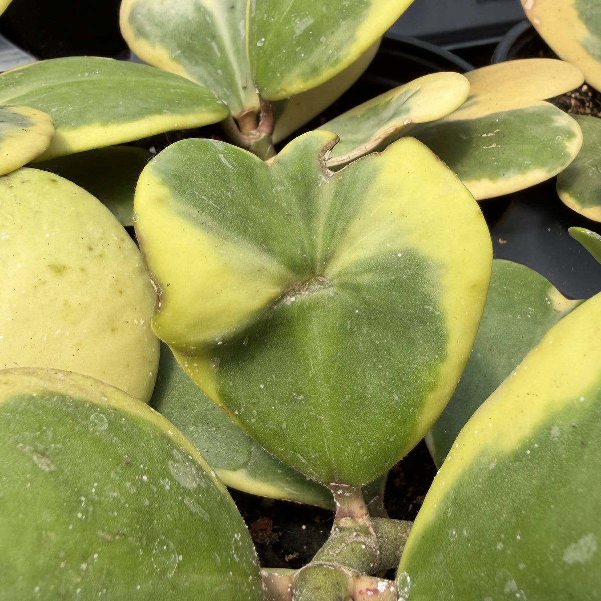 Variegated Hoya Kerrii is a rare collector Hoya with thick heart-shaped green and yellow leaves. A pet-safe, easy-care vining Sweetheart Plant.