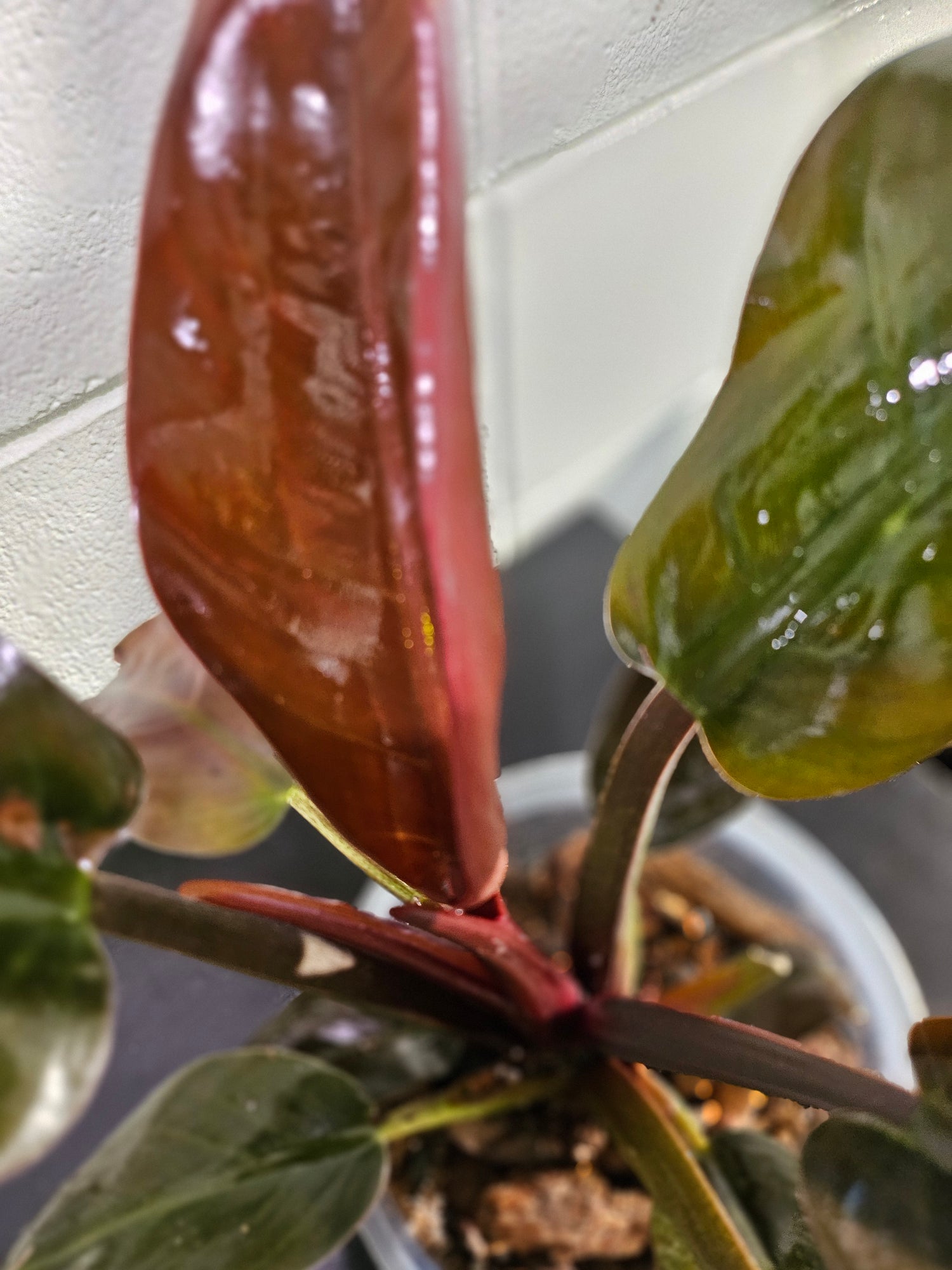 Philodendron ‘Imperial Red’ features bold, glossy burgundy-to-green leaves and upright growth. An elegant, low-maintenance plant perfect for statement styling.