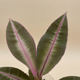 Labisia pumila is a rare tropical plant with velvety green leaves and compact rosette growth. Perfect for terrariums, high-humidity spaces, and plant collectors.