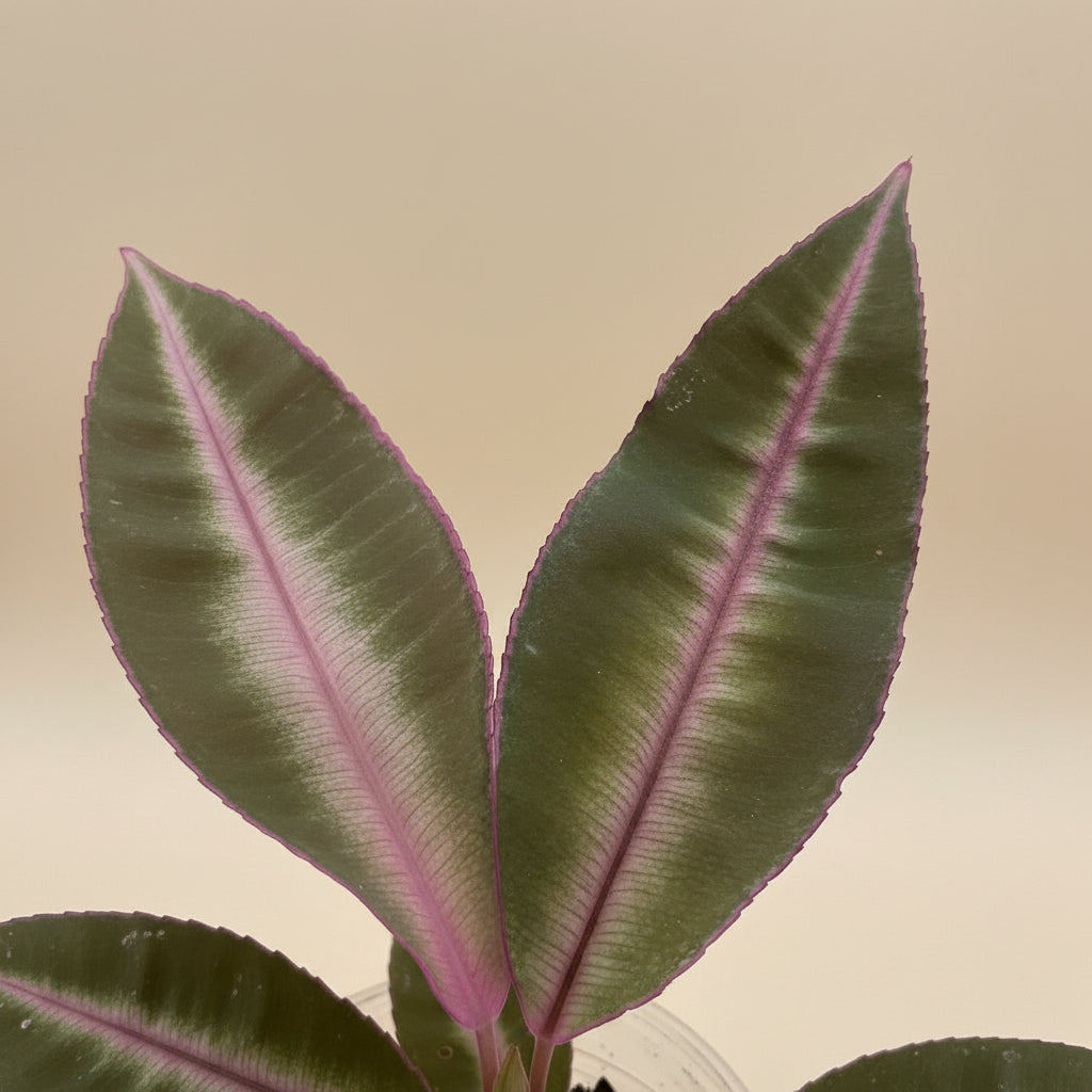 Labisia pumila is a rare tropical plant with velvety green leaves and compact rosette growth. Perfect for terrariums, high-humidity spaces, and plant collectors.