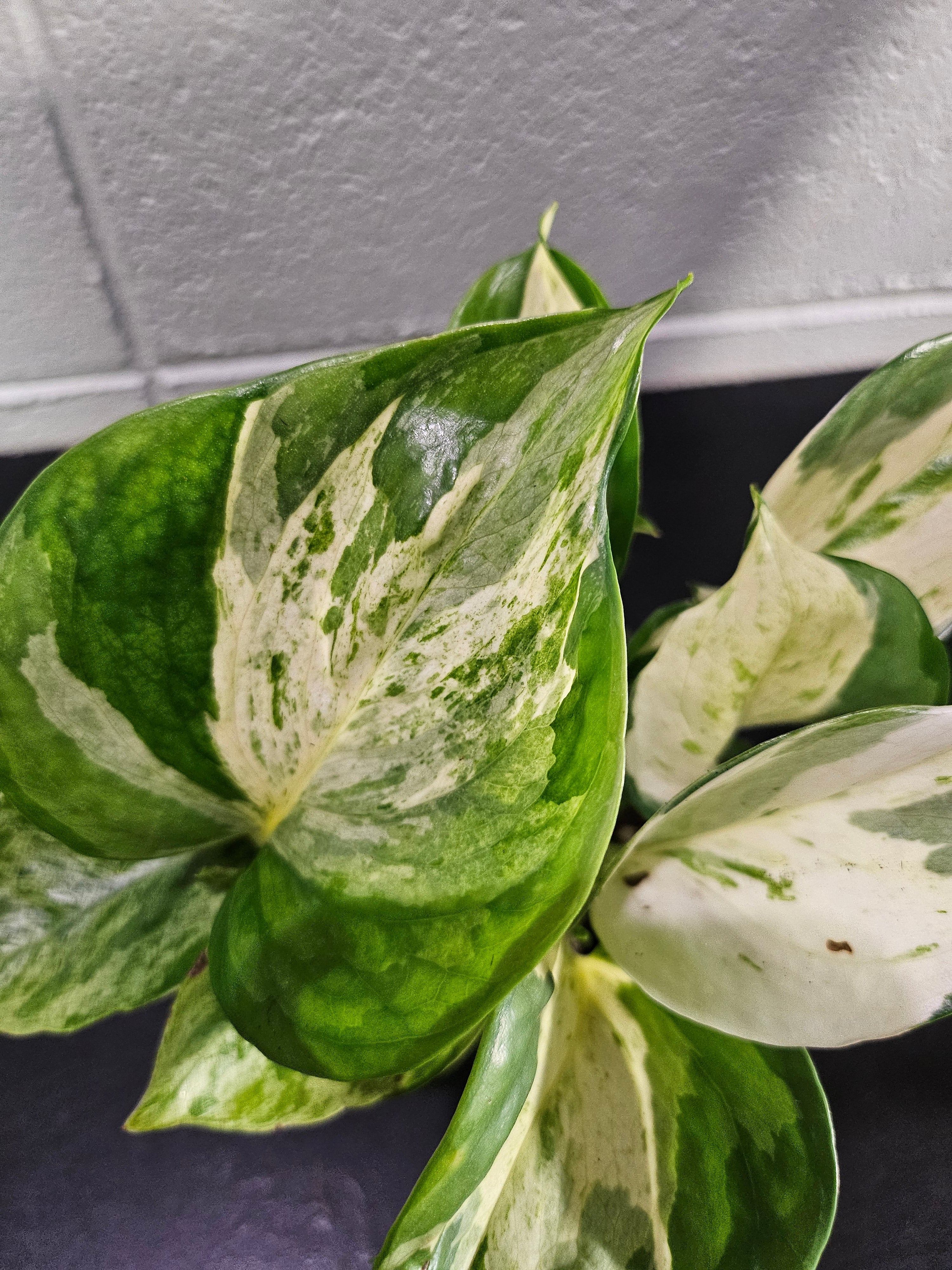 Manjula Pothos is a rare, variegated houseplant with creamy-white, mint, and green marbled leaves. A slow-growing, eye-catching beauty for any space.