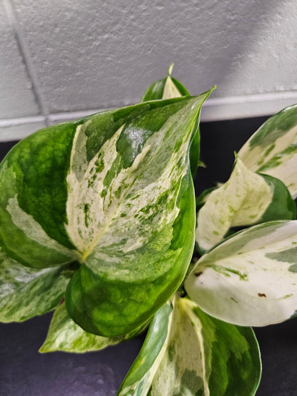 Manjula Pothos is a rare, variegated houseplant with creamy-white, mint, and green marbled leaves. A slow-growing, eye-catching beauty for any space.