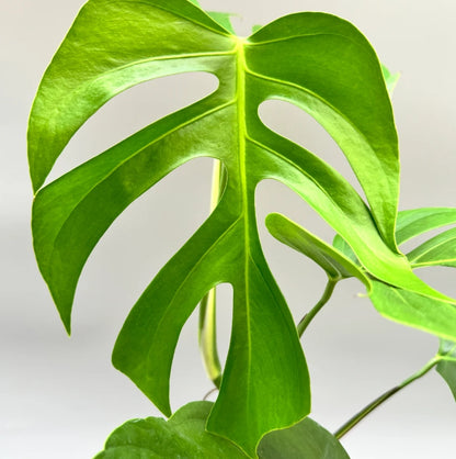 Monstera deliciosa var. sierrana rare plant with narrow, deeply fenestrated leaves. Unique collector Monstera for bright indirect light and modern indoor spaces.
