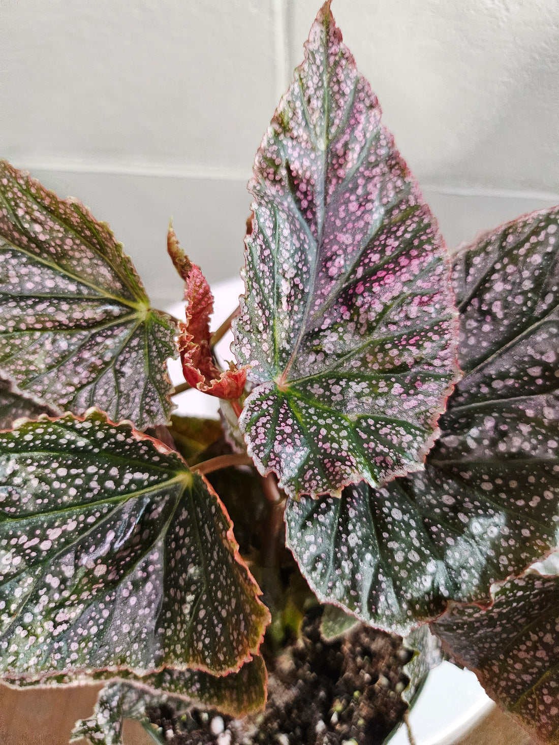 Begonia ‘Maurice Amey’ stuns with metallic bronze-violet leaves, red edges, and pink blooms. A rare, upright cane begonia with bold, elegant charm.