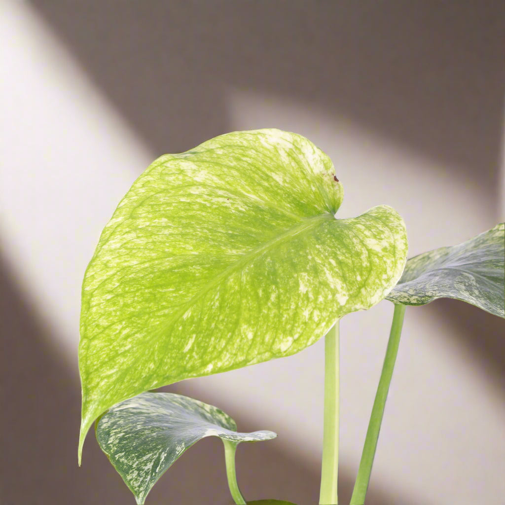 【希少】Monstera deliciosa mint variegata The Rare Monstera Deliciosa Mint Variegated Houseplant