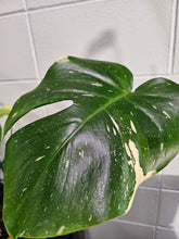 The Monstera Deliciosa Thai Constellation is a rare, highly coveted plant known for its stunning white and cream variegated leaves. Thriving in medium to bright indirect light, this easy-care beauty adds elegance to any space. Each unique leaf has heart-shaped patterns, and brighter light boosts variegation.