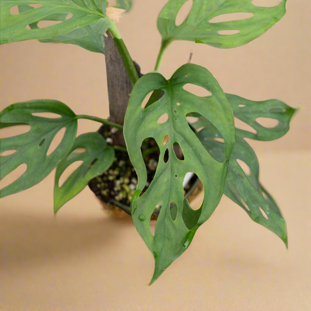 The Monstera ‘Esqueleto’ is a rare showstopper with massive, lacy fenestrations resembling a skeletal structure. Native to Central American cloud forests, it thrives as a fast-growing climber, adding wild elegance to any space. Easy to care for yet exclusive, this tropical beauty is a must-have for collectors seeking a bold statement plant. 