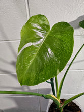 The Monstera Deliciosa Thai Constellation is a rare, highly coveted plant known for its stunning white and cream variegated leaves. Thriving in medium to bright indirect light, this easy-care beauty adds elegance to any space. Each unique leaf has heart-shaped patterns, and brighter light boosts variegation.