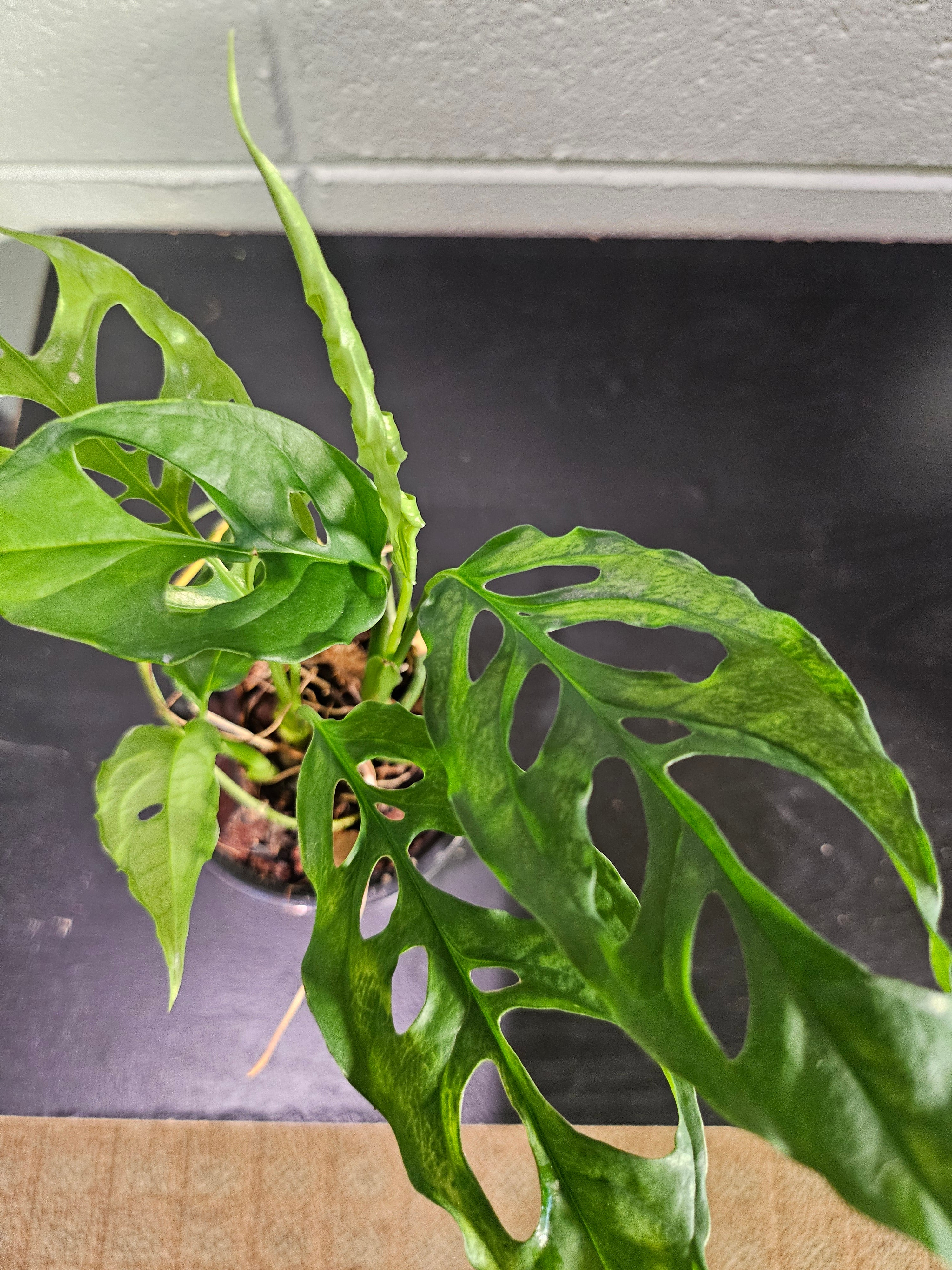 The Monstera obliqua Peru is an ultra-rare plant prized for its delicate, lace-like fenestrated leaves. Native to Central and South America, it thrives in high humidity and well-draining soil. A true collector’s gem, it adds exotic elegance and a bold, tropical vibe to any space. Perfect for plant enthusiasts!