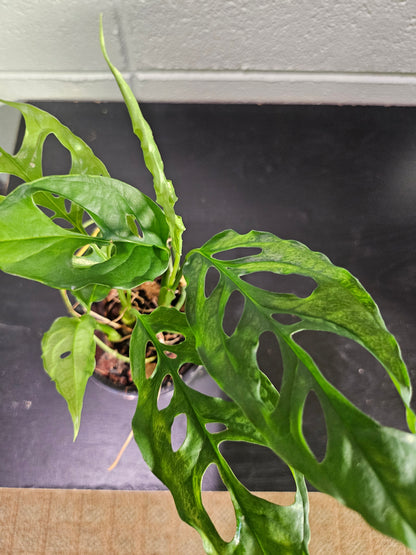 The Monstera obliqua Peru is an ultra-rare plant prized for its delicate, lace-like fenestrated leaves. Native to Central and South America, it thrives in high humidity and well-draining soil. A true collector’s gem, it adds exotic elegance and a bold, tropical vibe to any space. Perfect for plant enthusiasts!