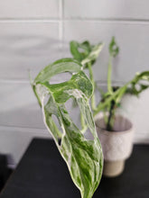 Monstera adansonii Mint Variegated is a rare trailing plant with minty marbled leaves and iconic fenestrations—perfect for collectors and jungle-style decor.