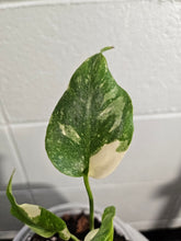 The Monstera Deliciosa Thai Constellation is a rare, highly coveted plant known for its stunning white and cream variegated leaves. Thriving in medium to bright indirect light, this easy-care beauty adds elegance to any space. Each unique leaf has heart-shaped patterns, and brighter light boosts variegation.